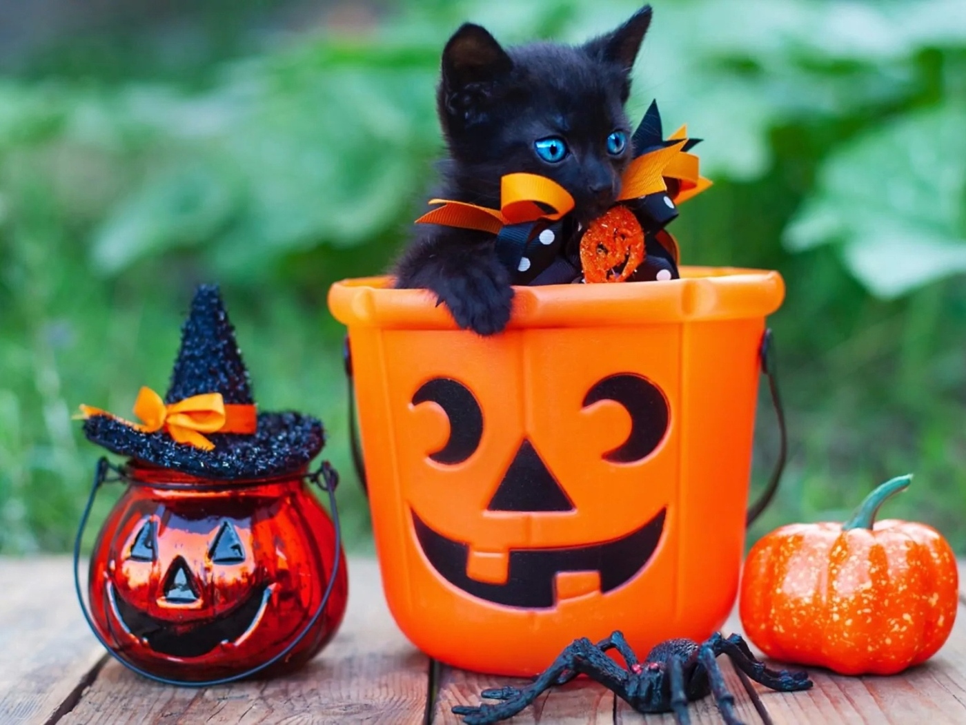 Черный котенок с декором на Хэллоуин
