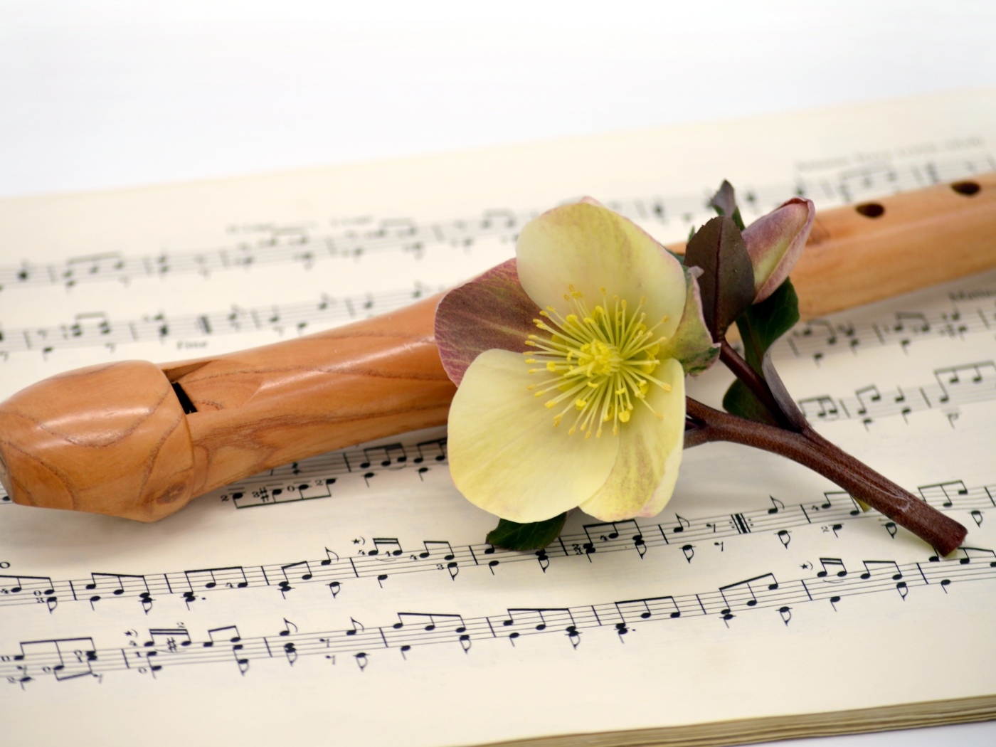 Ноты, флейта и цветок на белом фоне