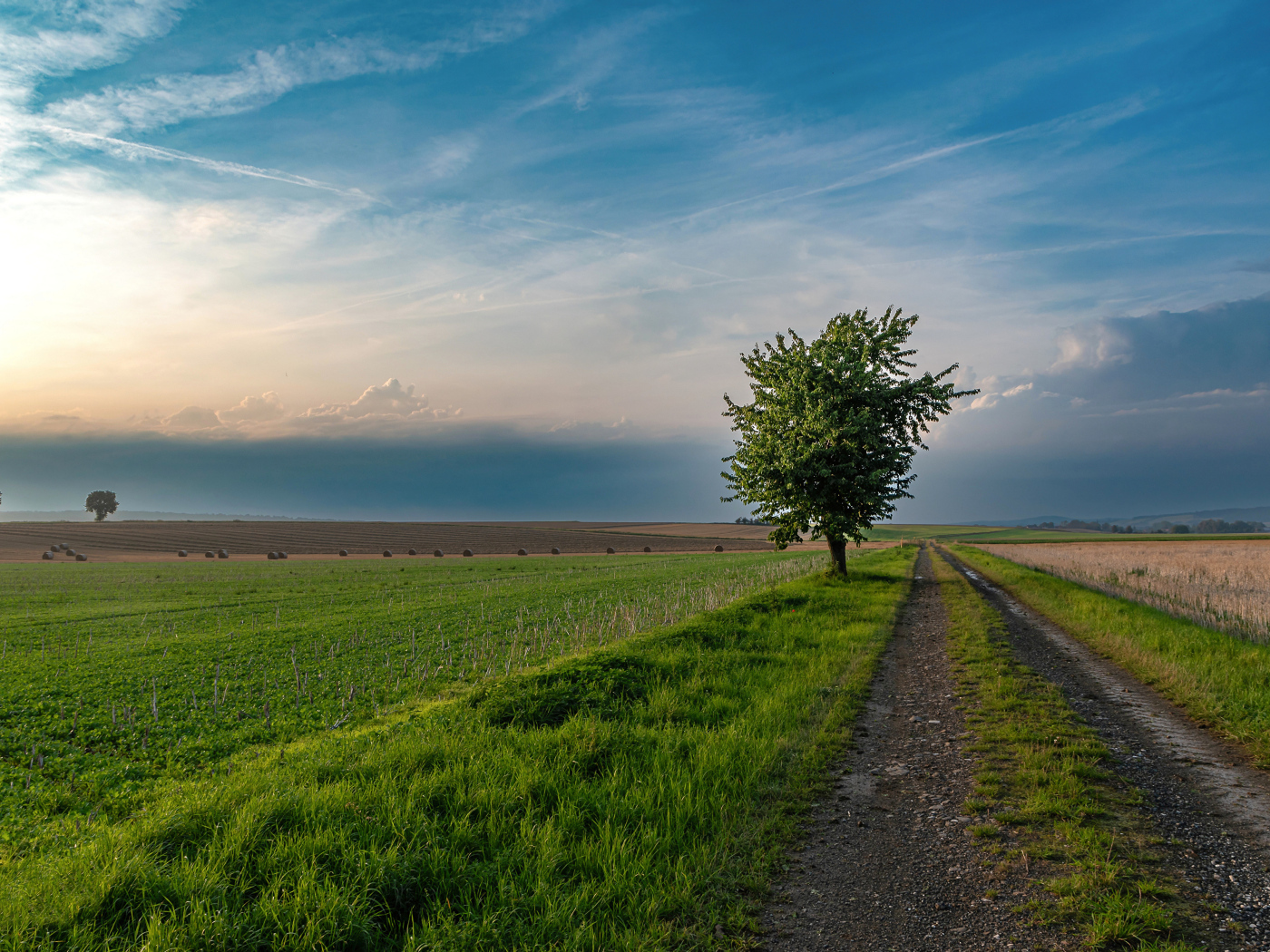 Зеленое дерево на поле под красивым небом летом