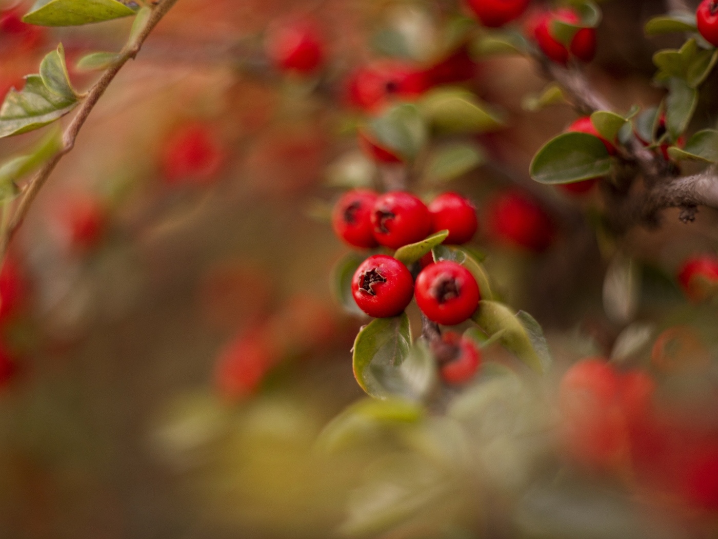 Красные ягоды боярышника на ветке дерева