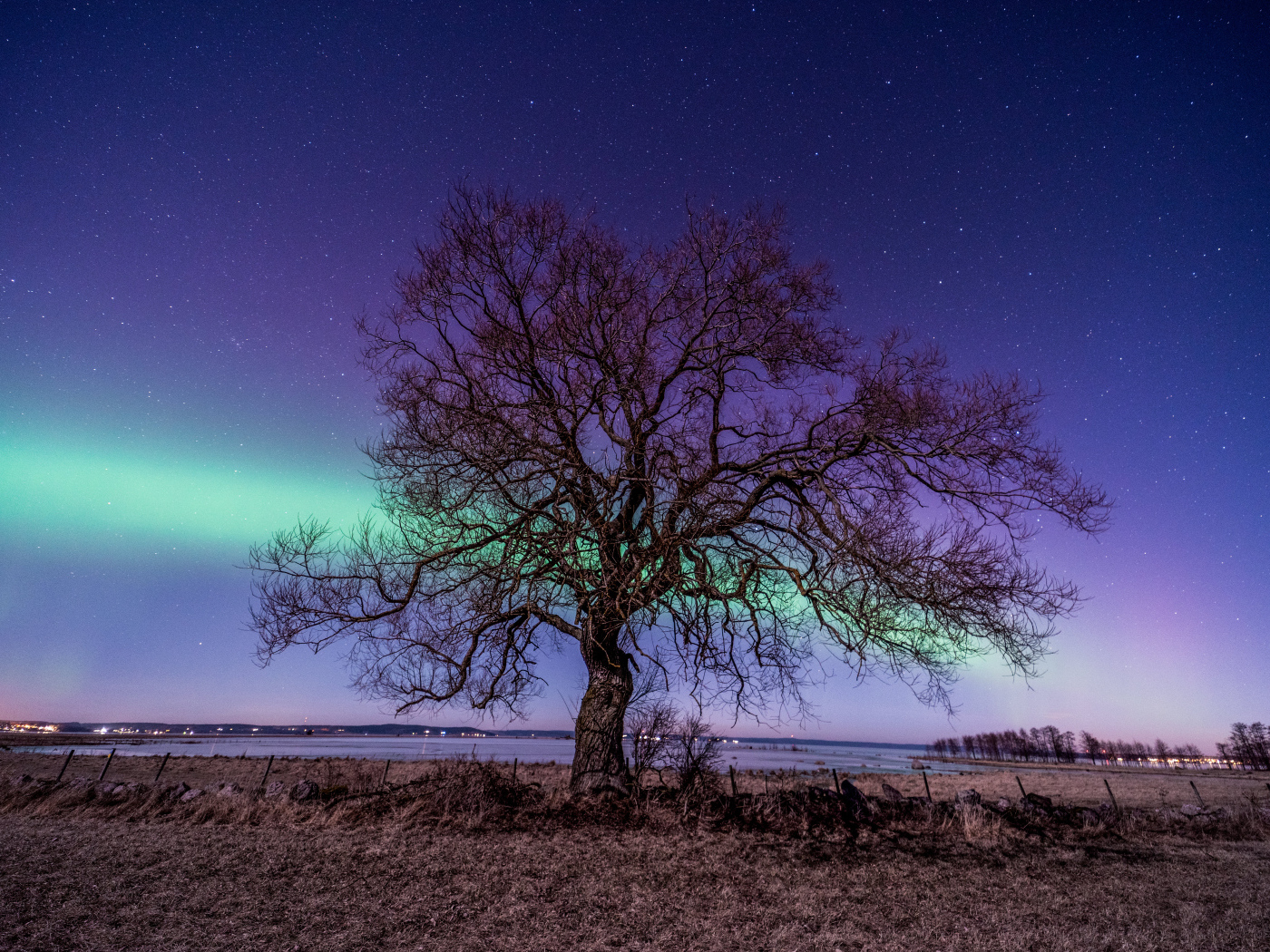 Дерево у озера на фоне полярного сияния