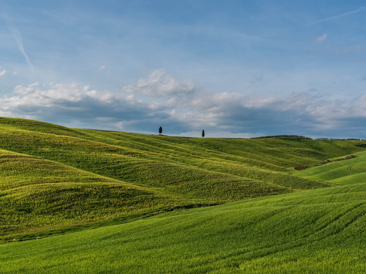 Красивые зеленые ячменные холмы летом