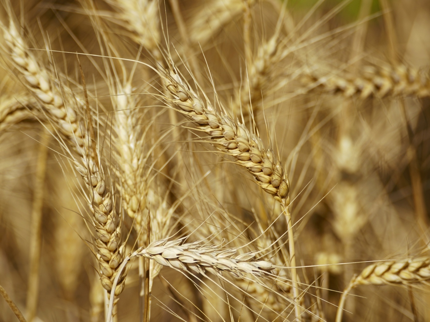Колосья спелой пшеницы крупным планом