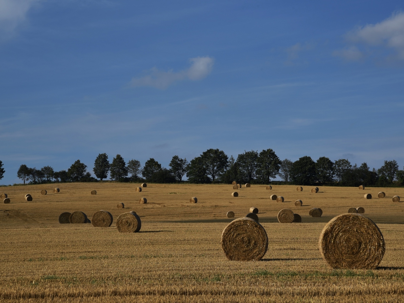 Рулоны сена на поле под голубым небом