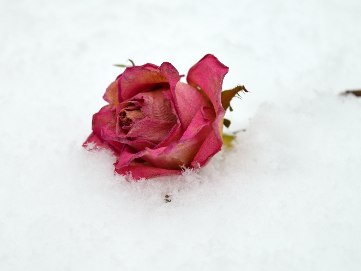 Сухая роза лежит в холодном белом снегу