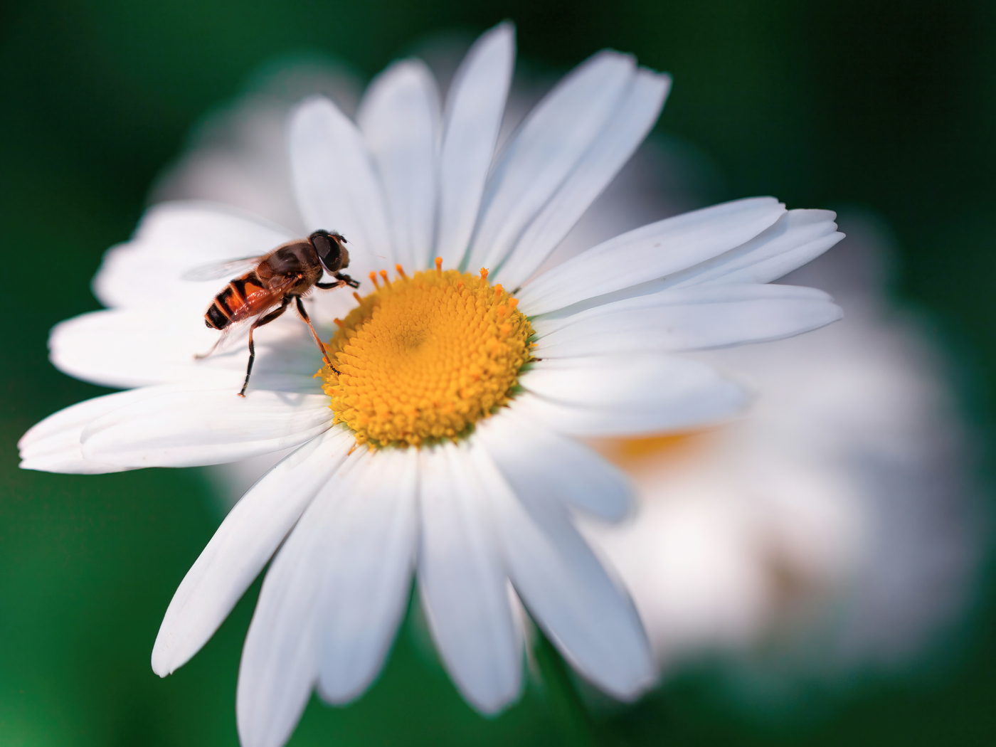Муха сидит на белом цветке ромашки