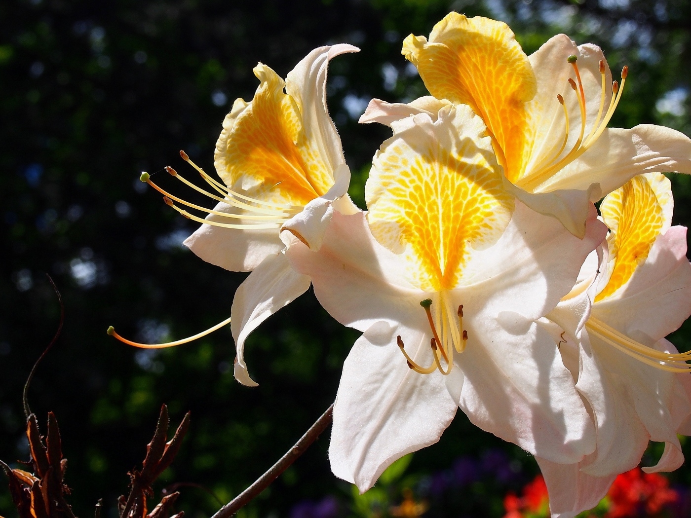 Красивые цветы азалия на клумбе