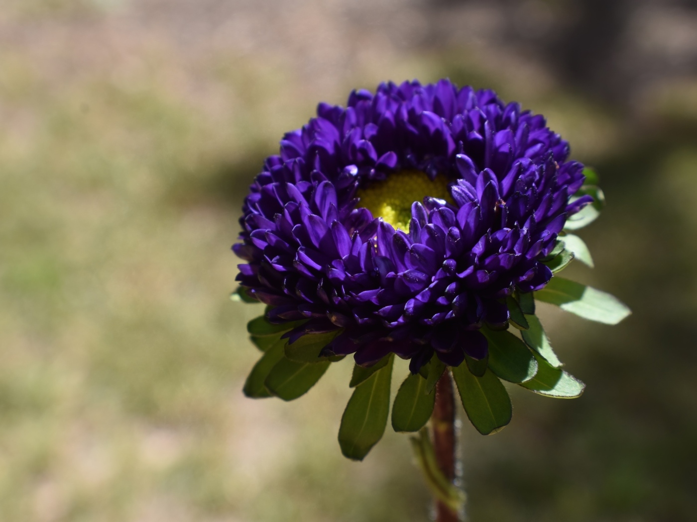 Красивая синяя астра крупным планом