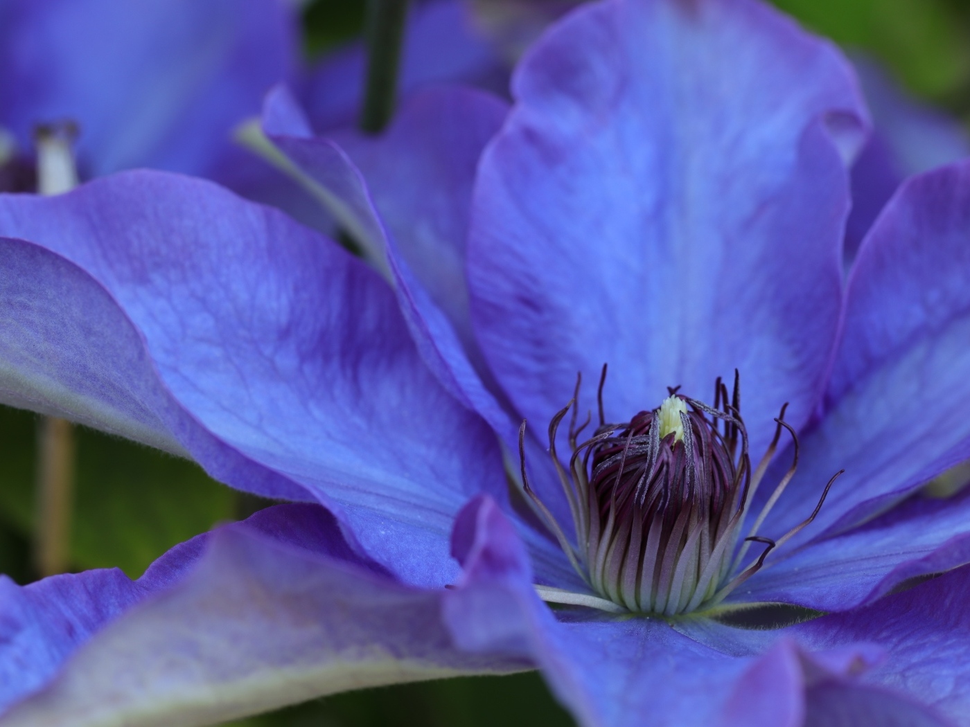 Красивый цветок синего клематиса крупным планом