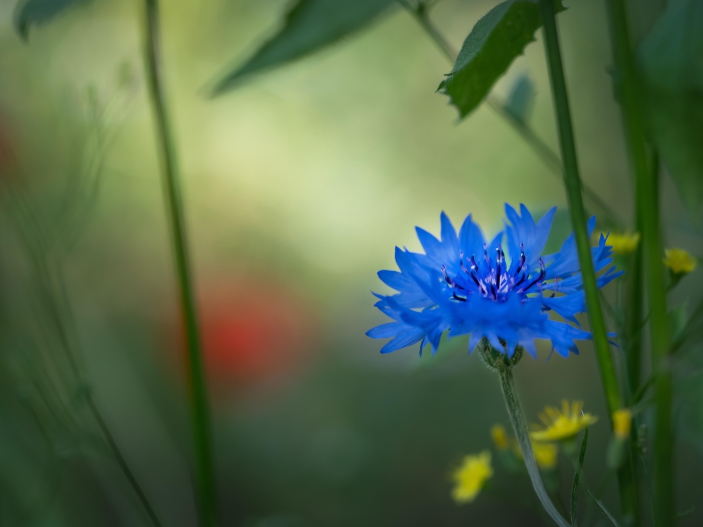 Красивый синий василек в траве