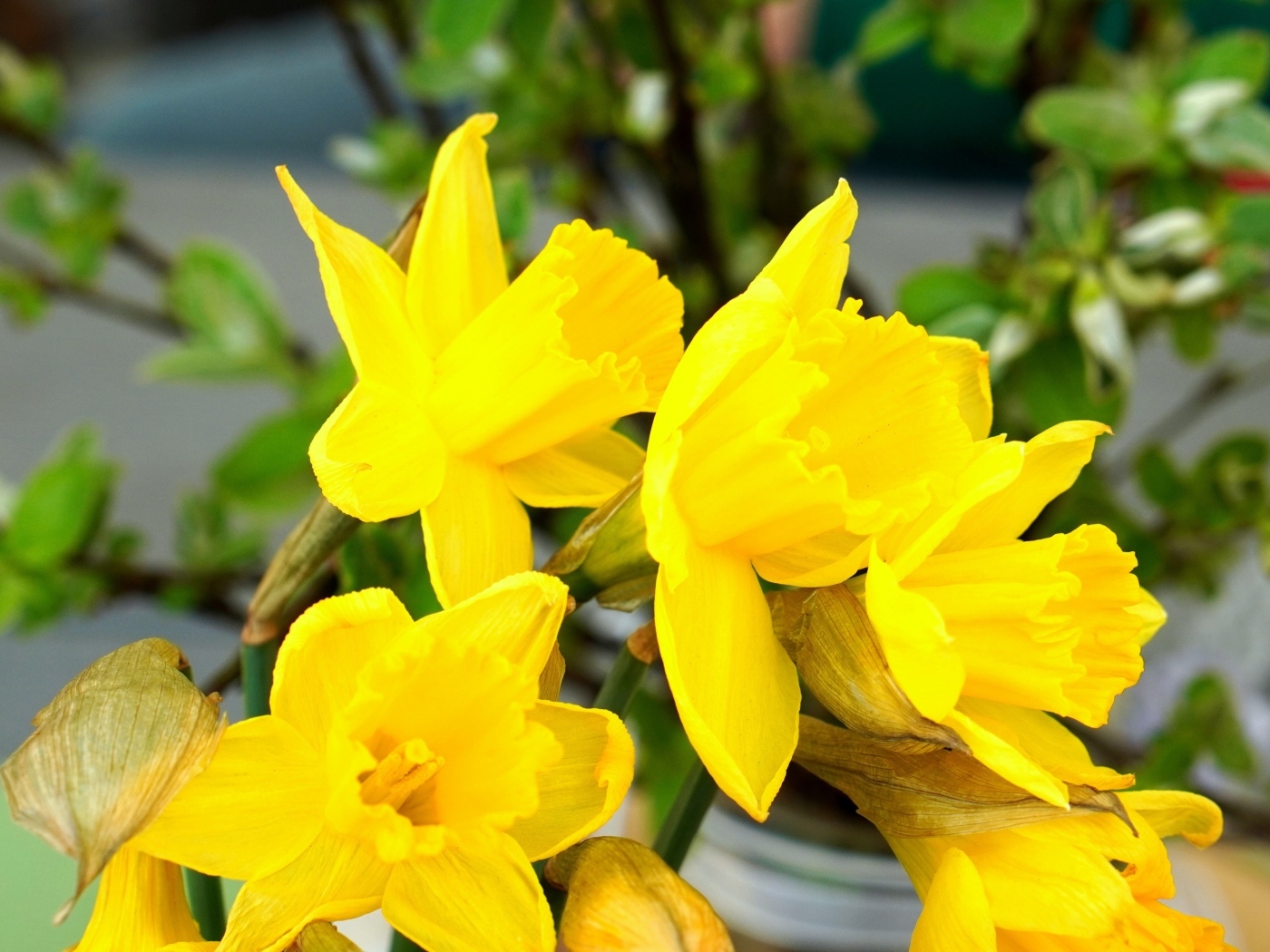 Красивый букет желтых нарциссов