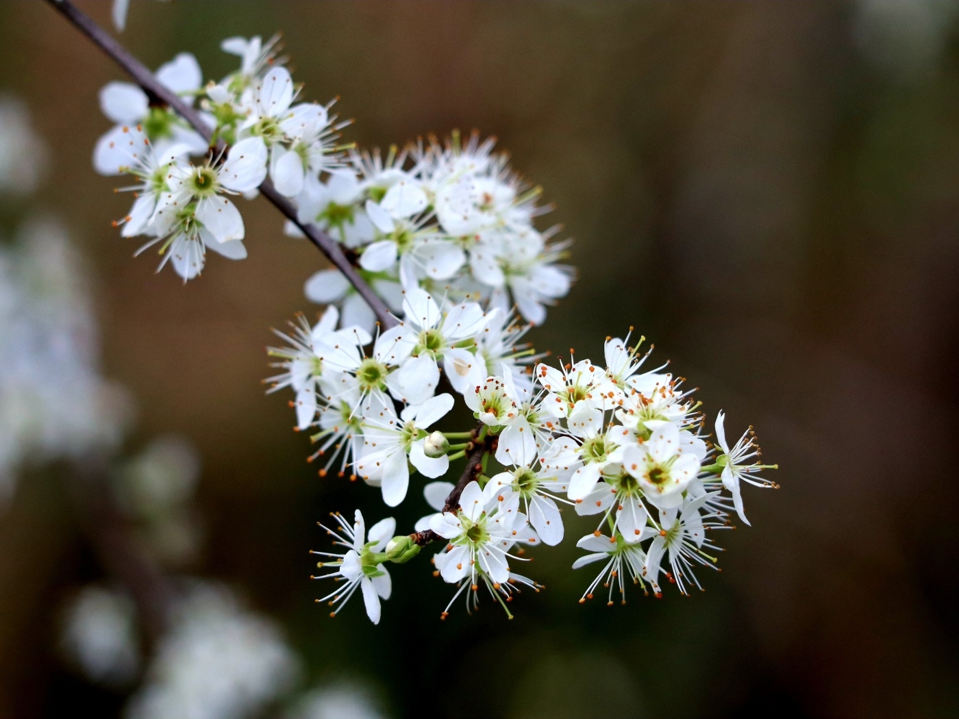 Красивая ветка с белыми цветами вишни на черном фоне весной