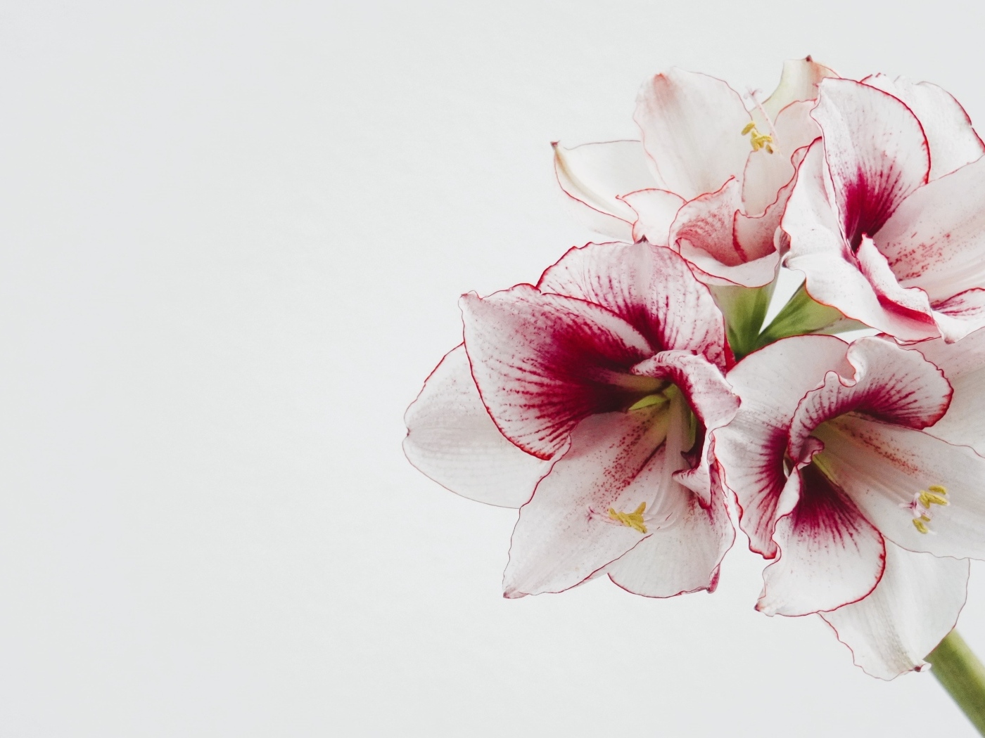 Красивый нежный цветок амариллис на белом фоне