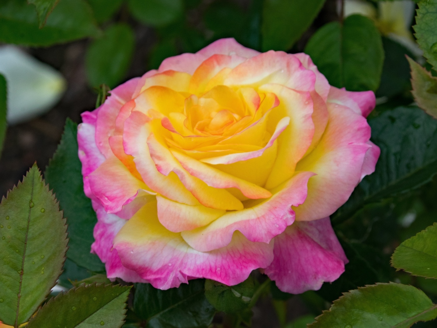 Красивые нежные розовые лепестки розы с желтой серединкой