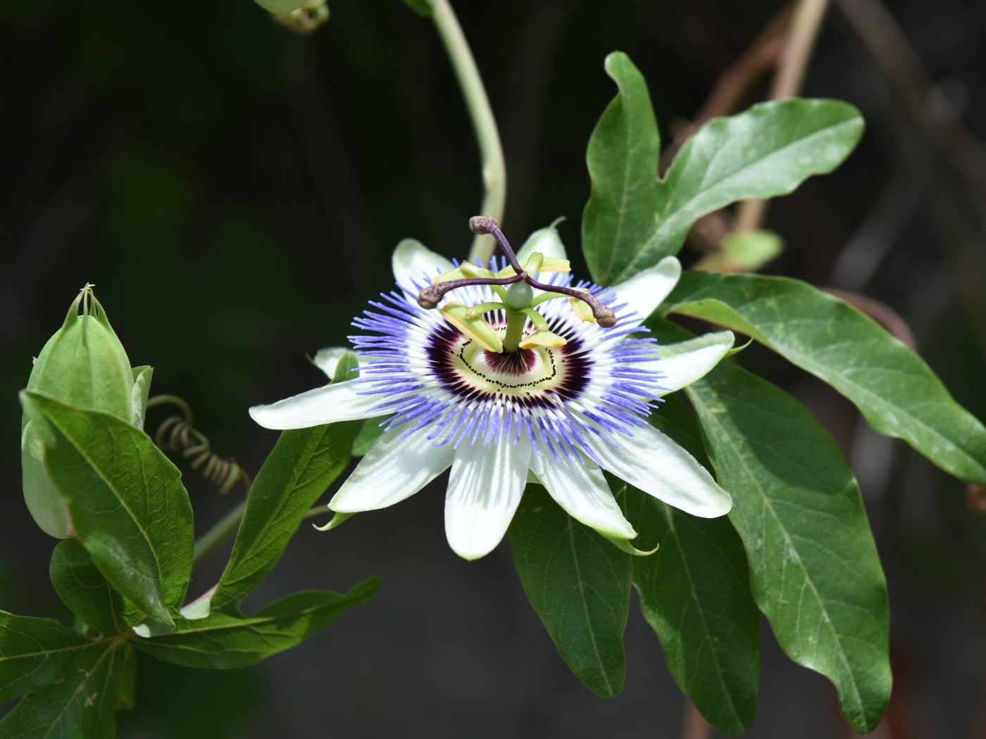 Красивый экзотический цветок на ветке