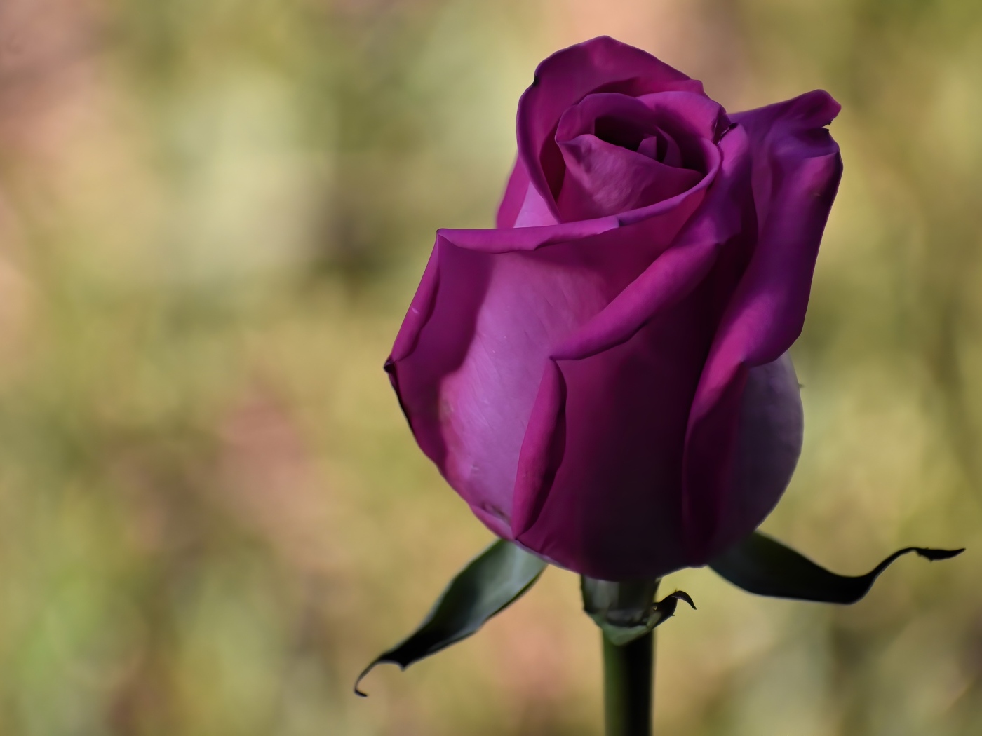 Красивая роза цвета фуксии 