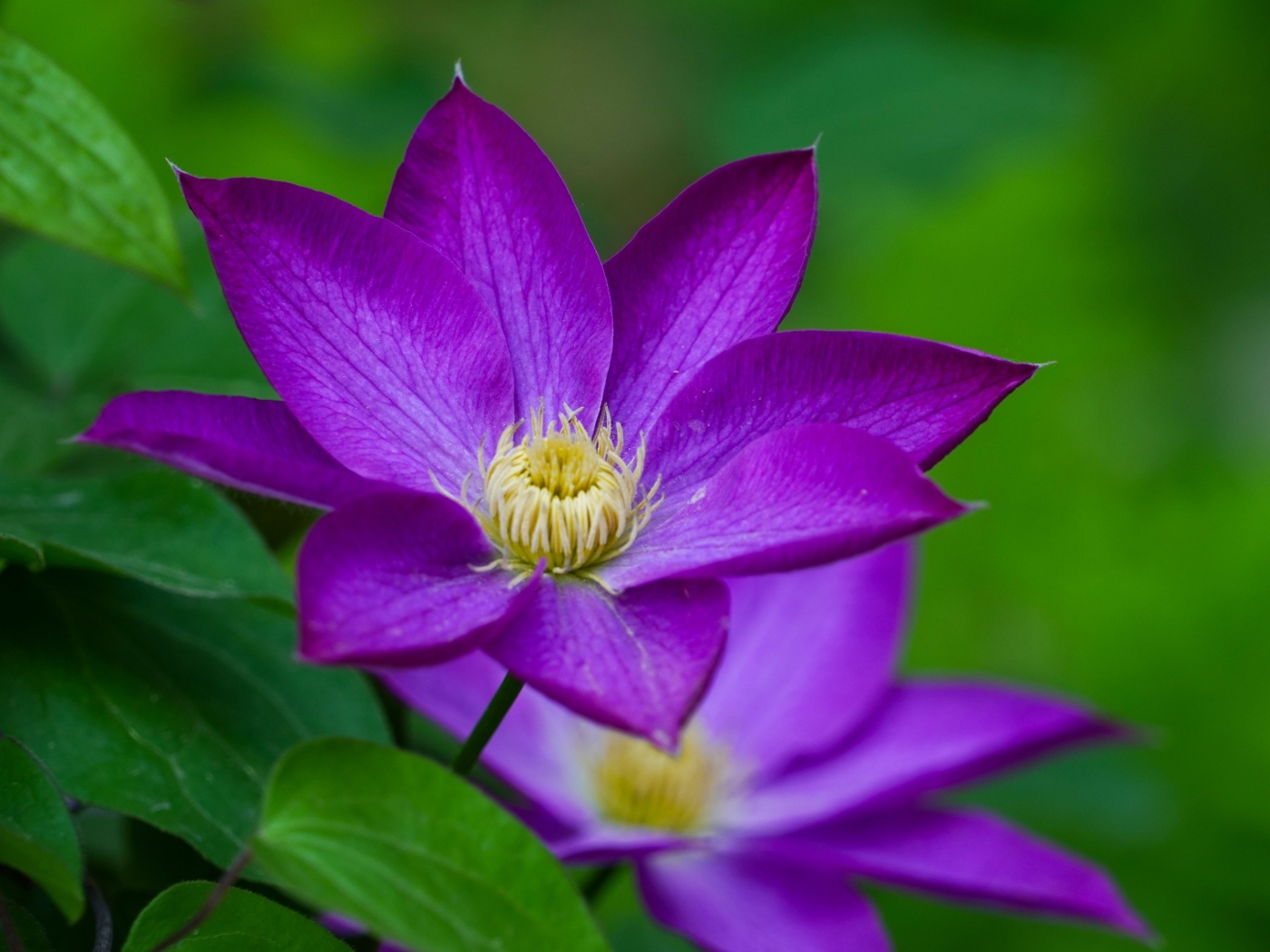 Красивые садовые клематисы вблизи