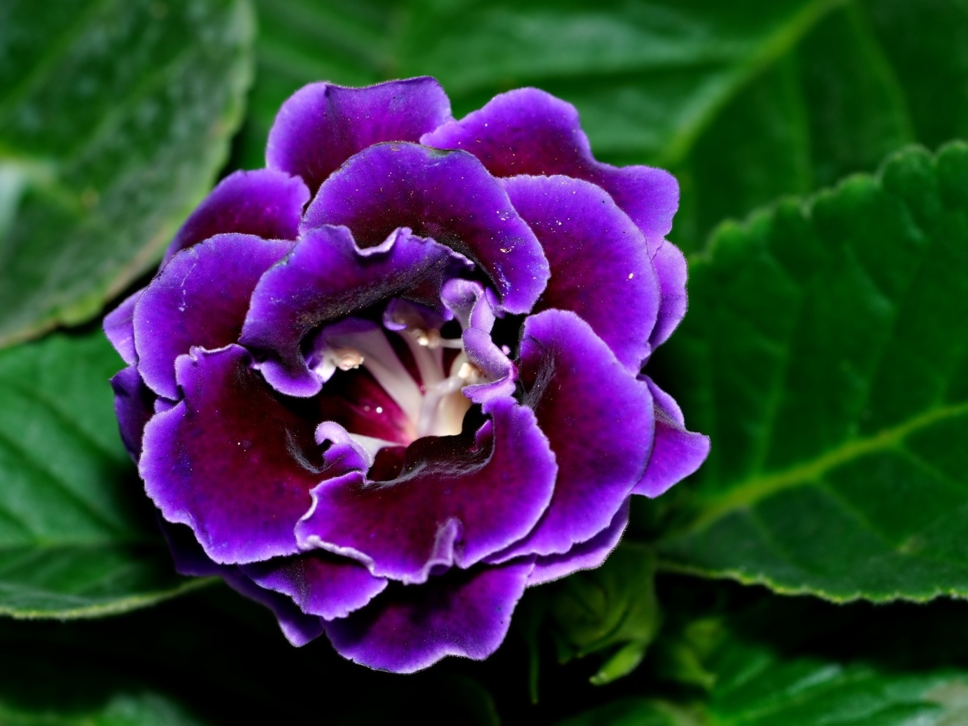 Красивый цветок глоксиния с зелеными листьями