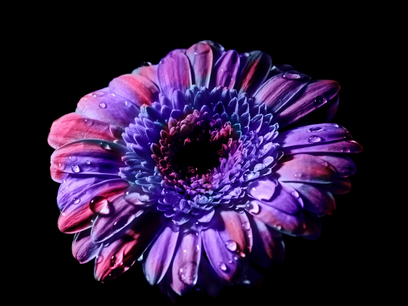 Красивый цветок сиреневой герберы на черном фоне