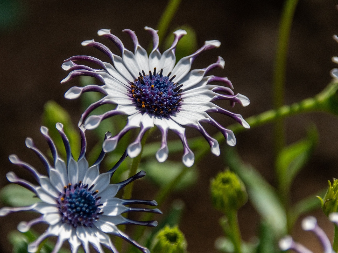 Красивые сиреневые цветы остеоспермум