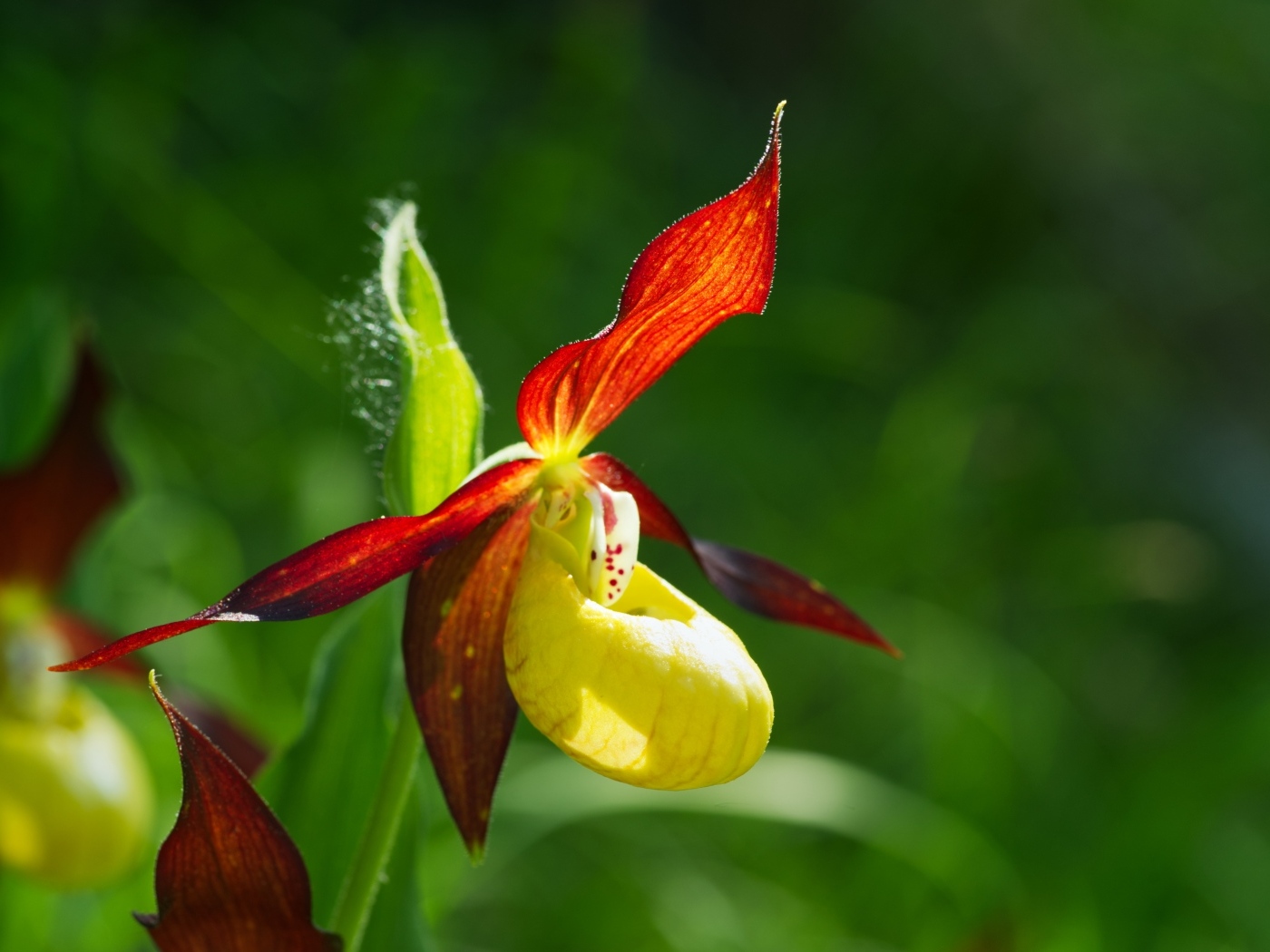 Красивый цветок оранжевой орхидеи на зеленом фоне