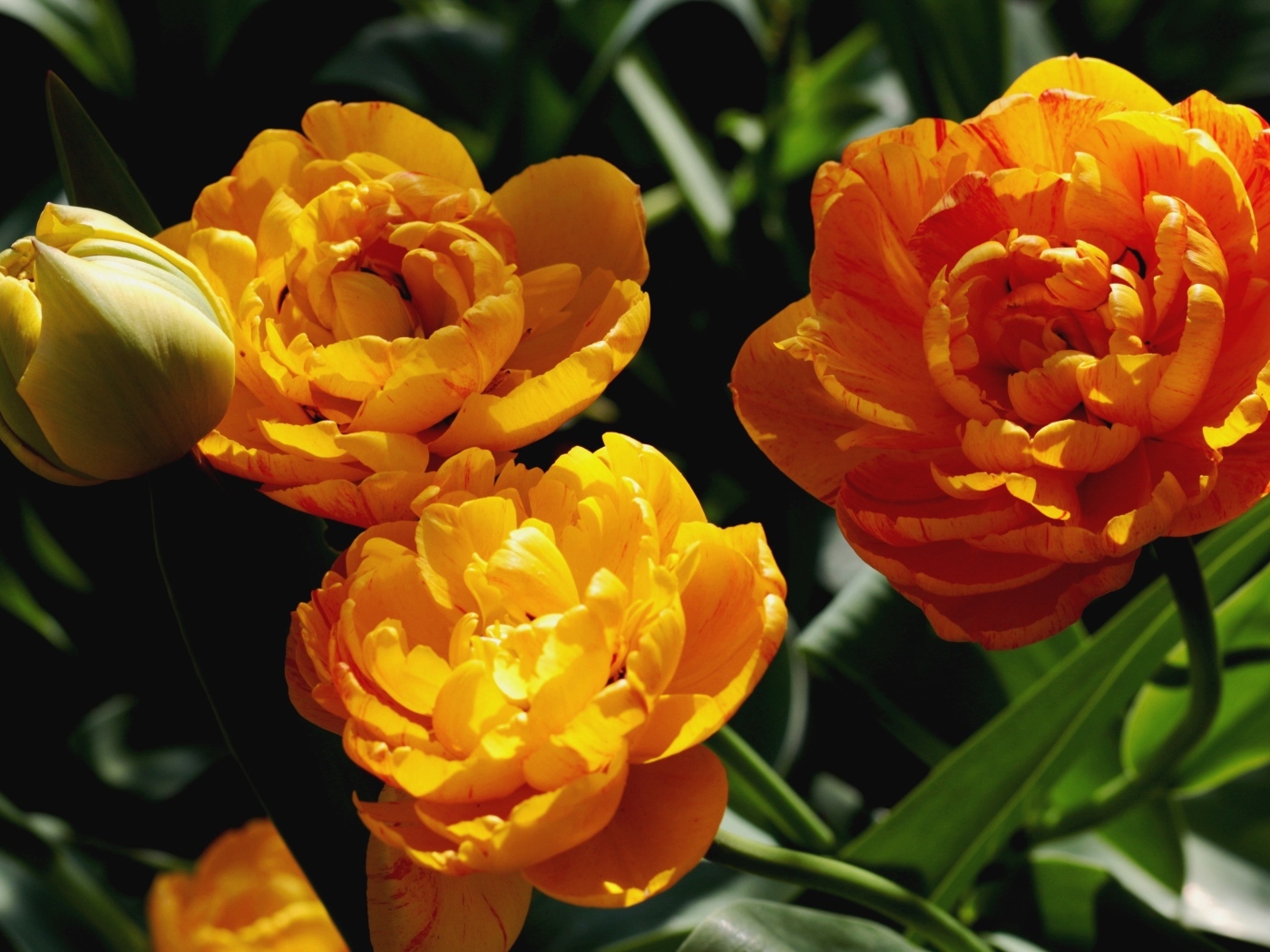 Красивые оранжевые тюльпаны на клумбе