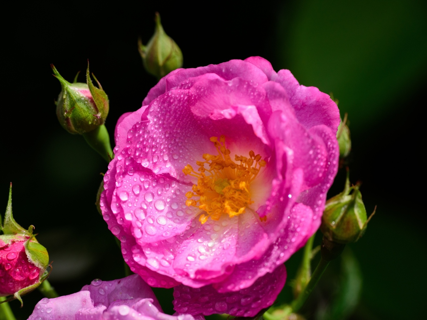 Красивая парковая роза с бутонами в каплях воды