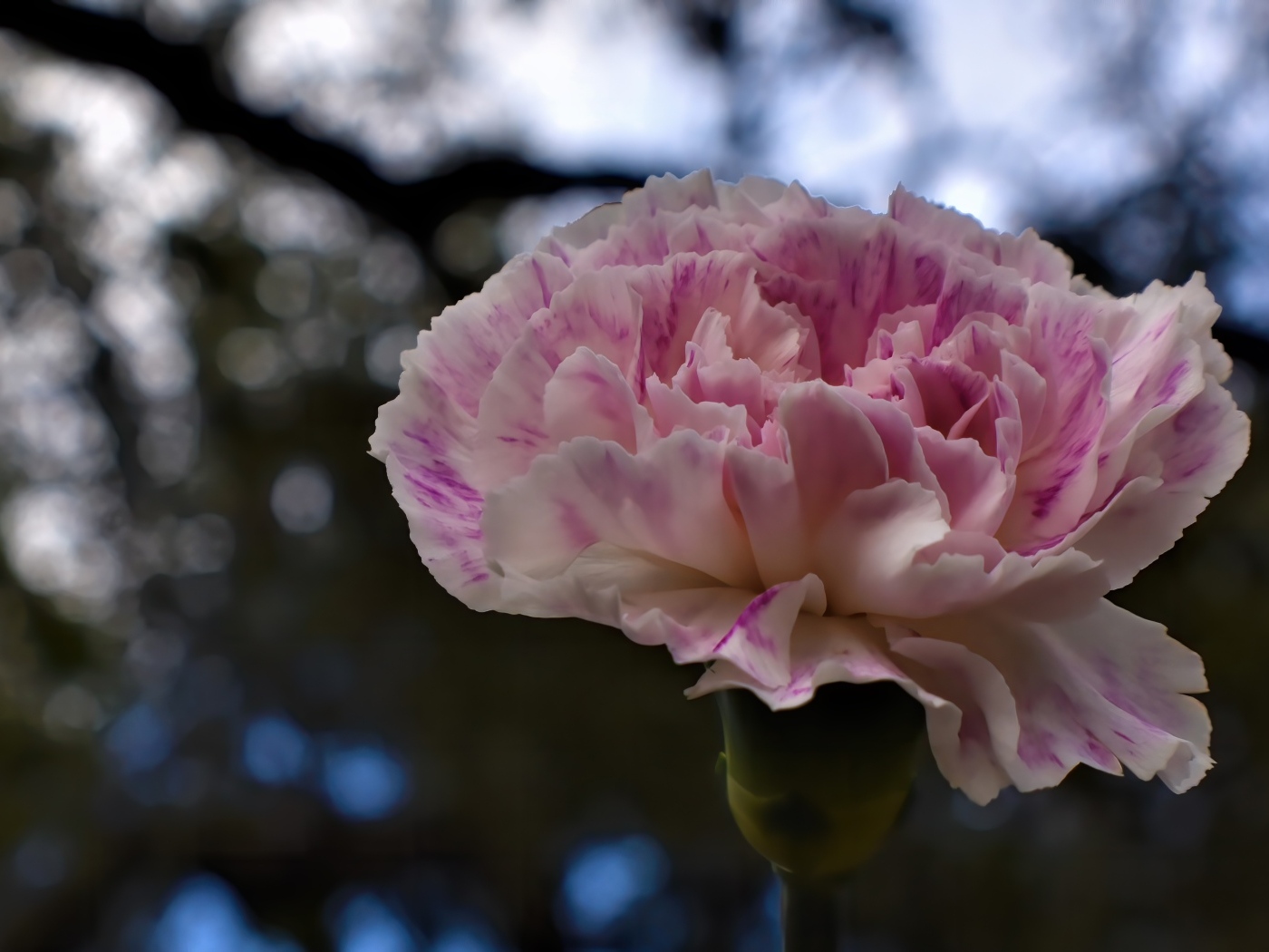 Красивая розовая гвоздика крупным планом