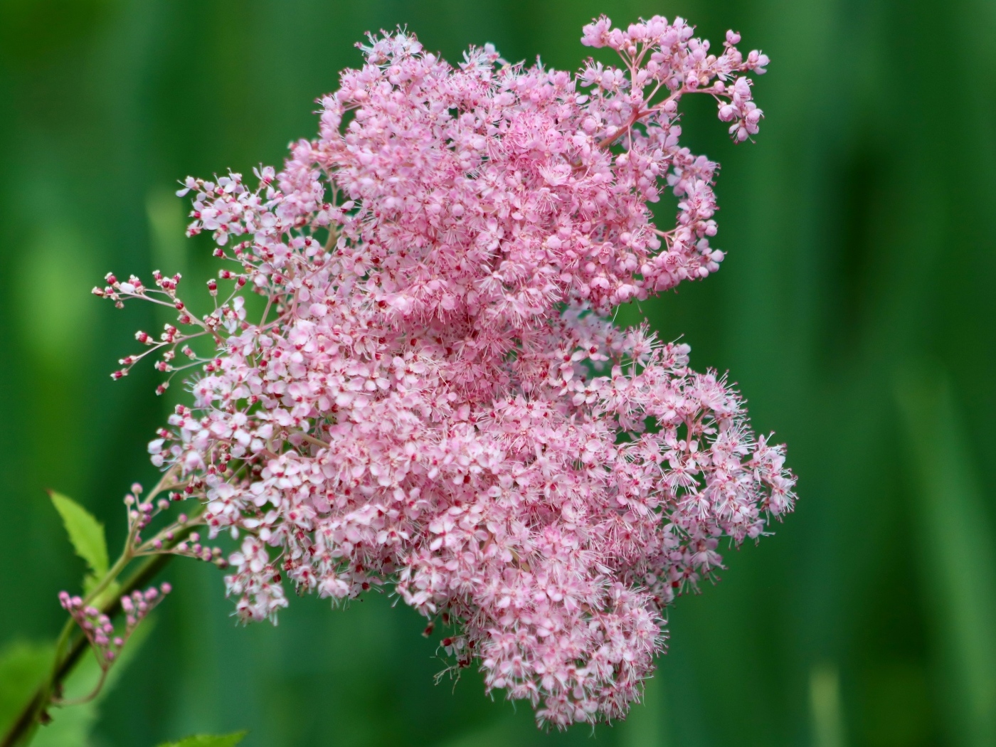 Красивый розовый цветок таволга