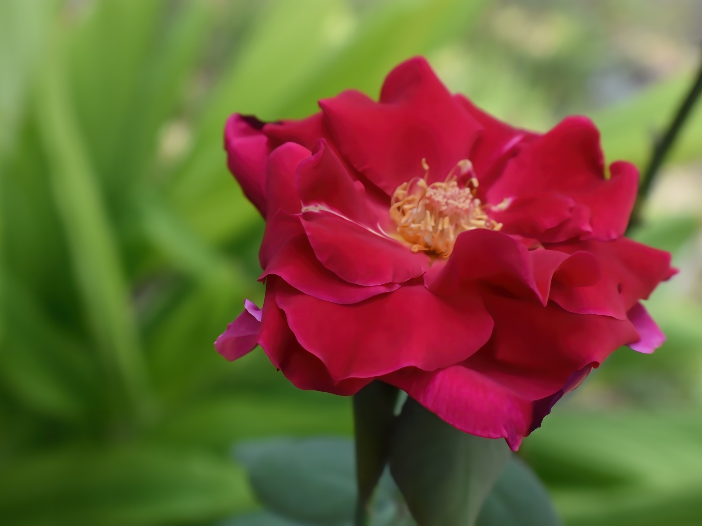 Красивая розовая роза крупным планом