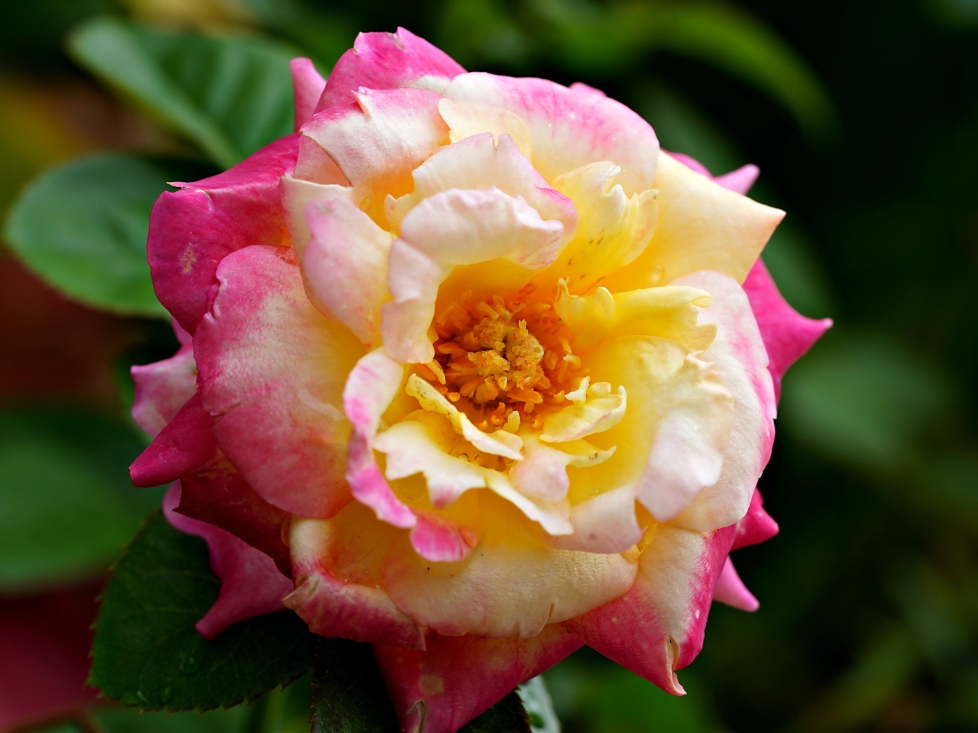 Красивая розовая роза с желтой серединкой близи