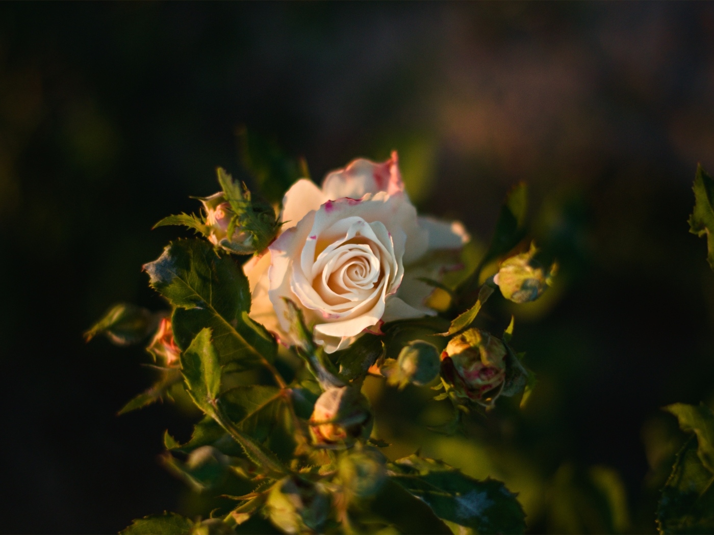 Красивая розовая роза с бутонами крупным планом