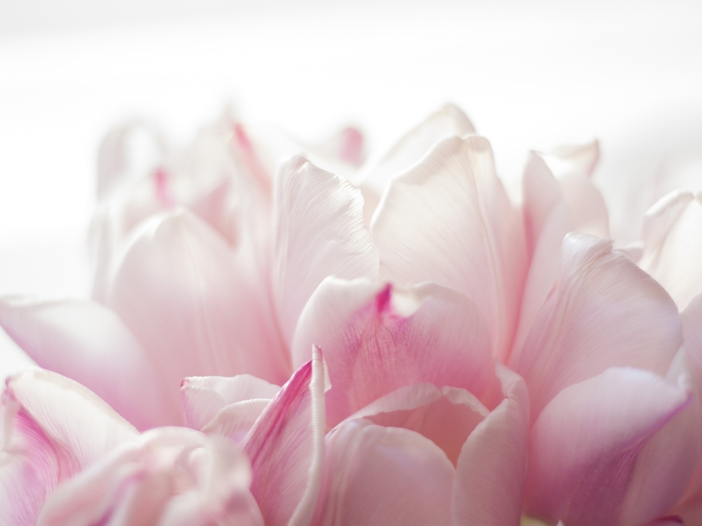 Красивые розовые лепестки тюльпана 