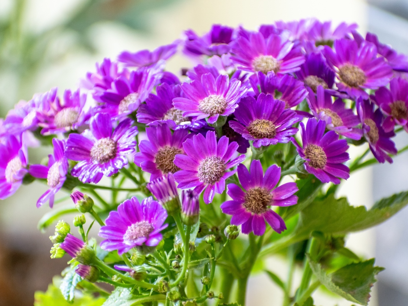 Красивые фиолетовые осенние цветы