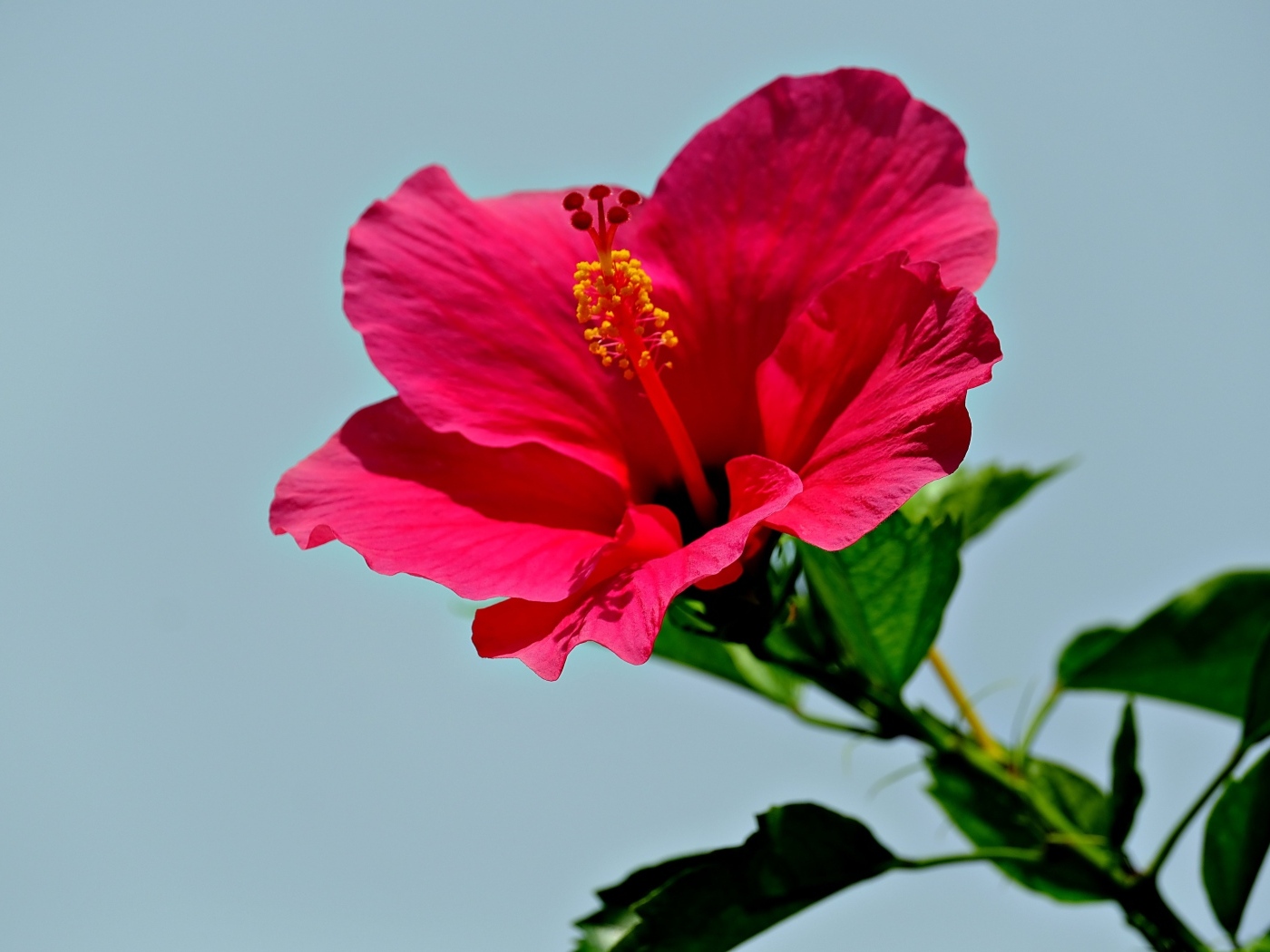 Красивый красный цветок гибискуса на голубом фоне