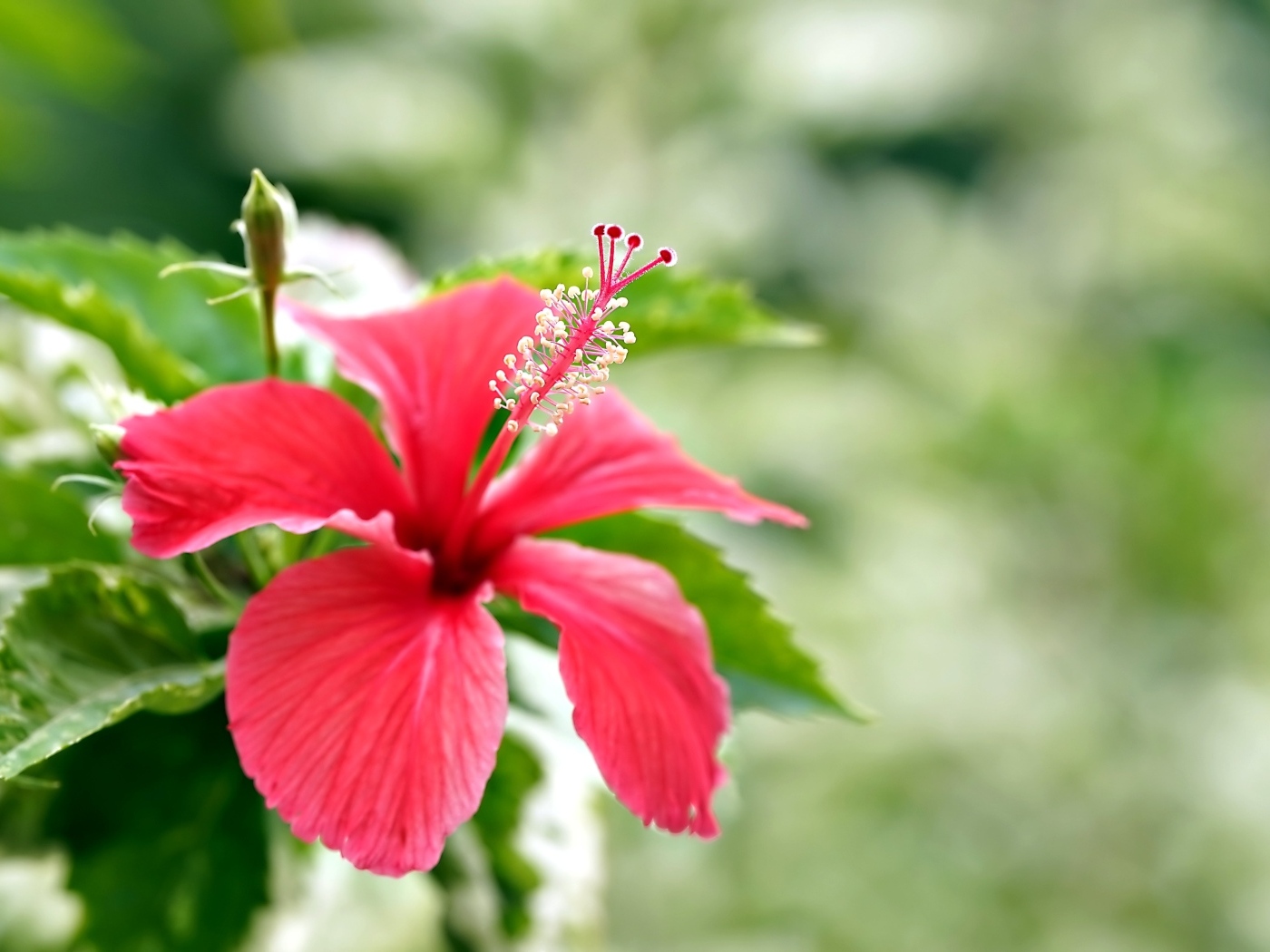 Красивый красный гибискус с бутонами и зелеными листьями