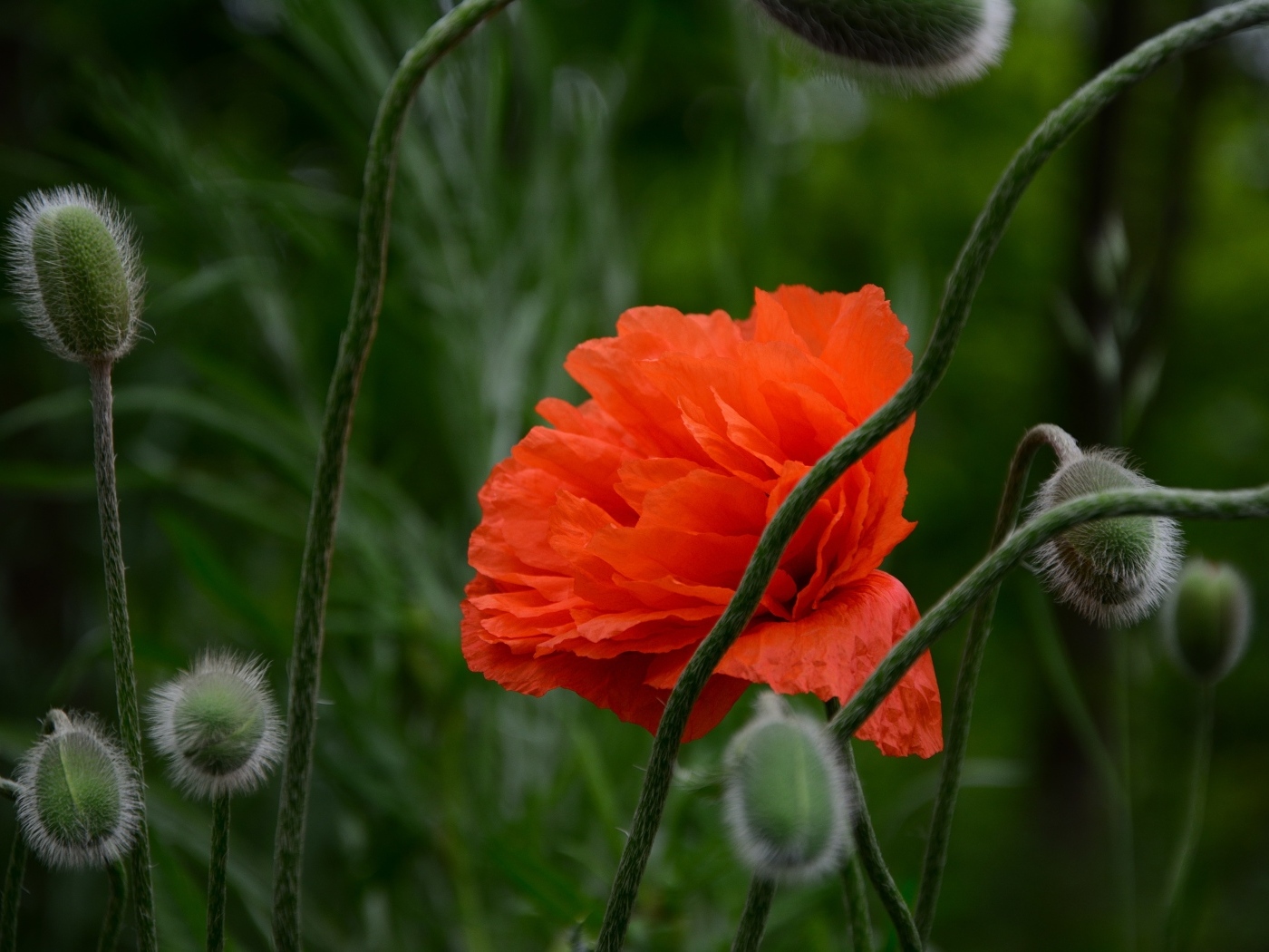 Красивый красный мак с бутонами крупным планом