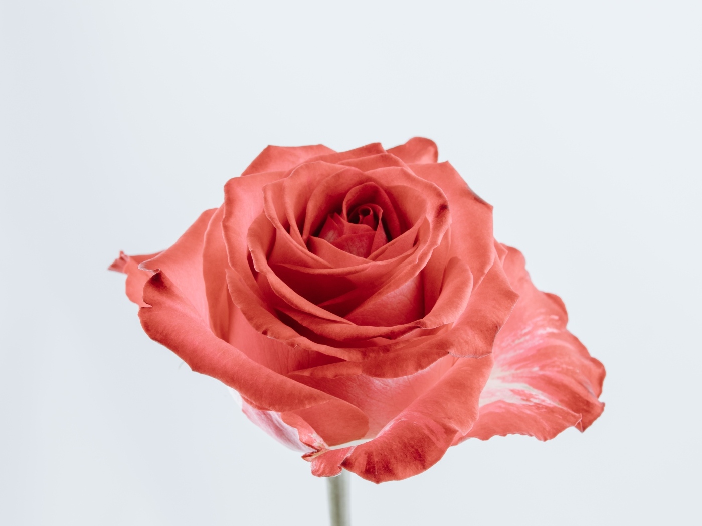 Красивая алая роза на сером фоне крупным планом