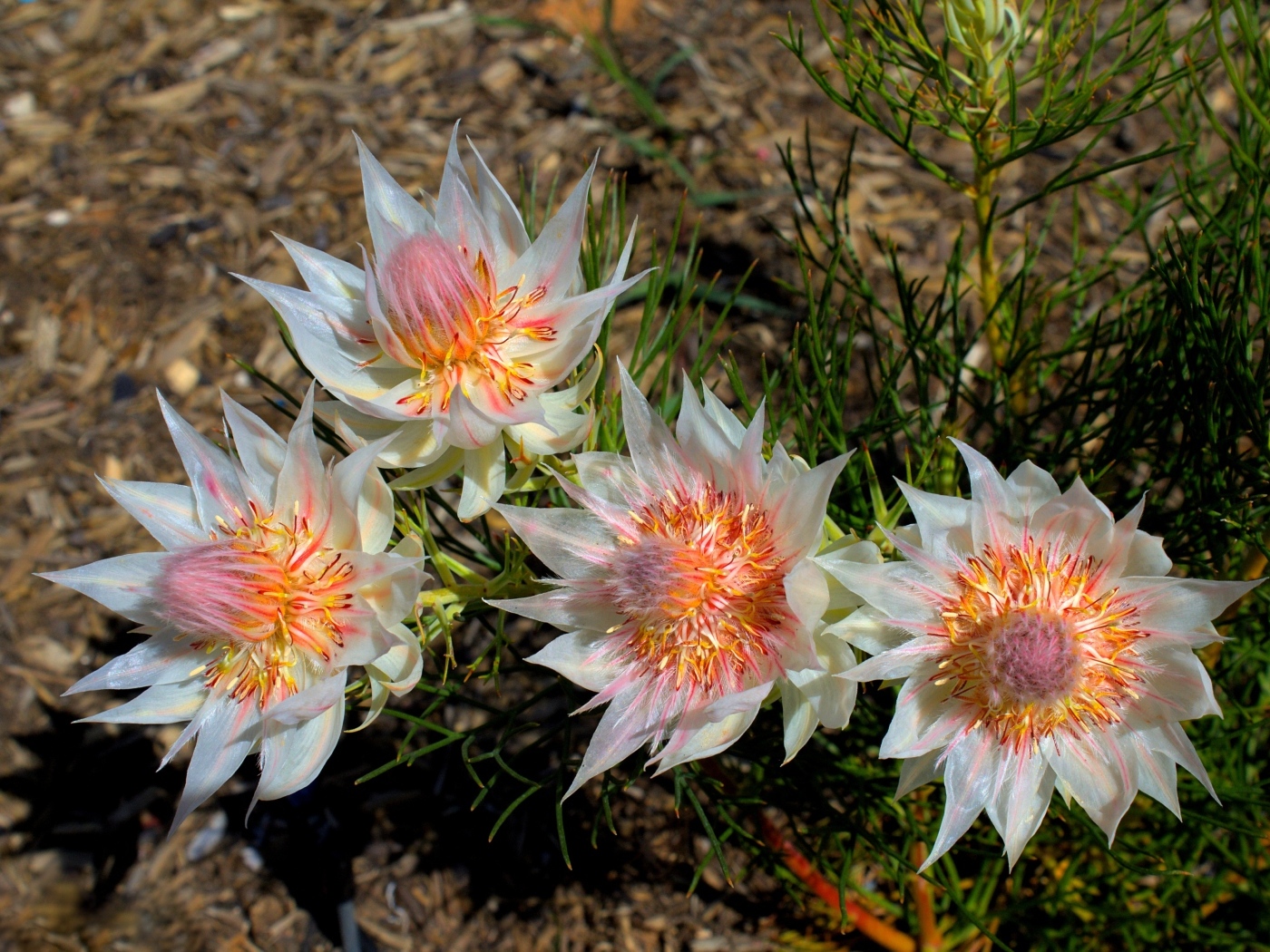Красивые цветы серрурия на земле