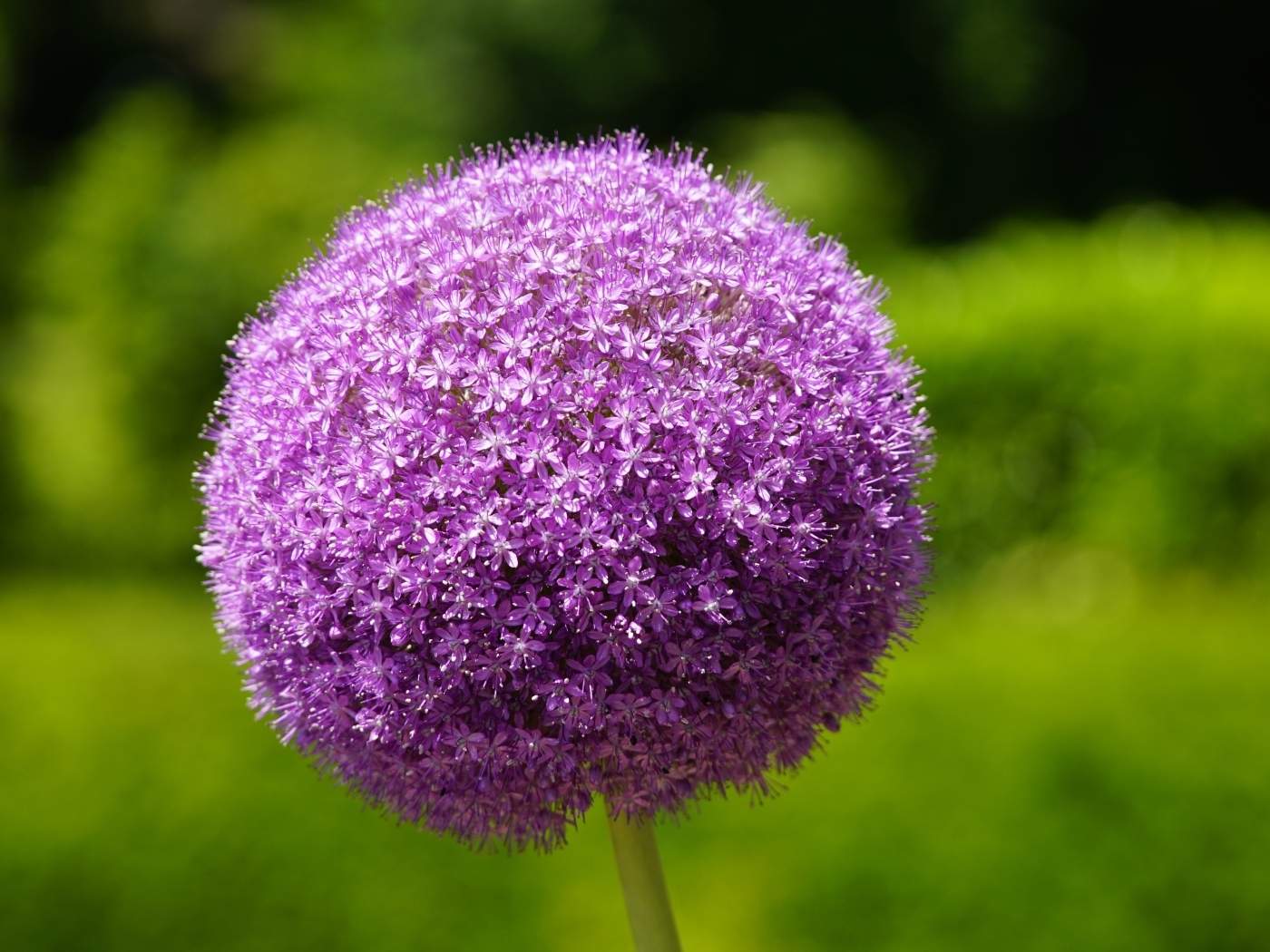 Красивый шаровидный цветок аллиум