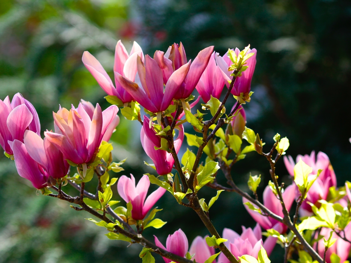 Красивые весенние ветки с цветами магнолии