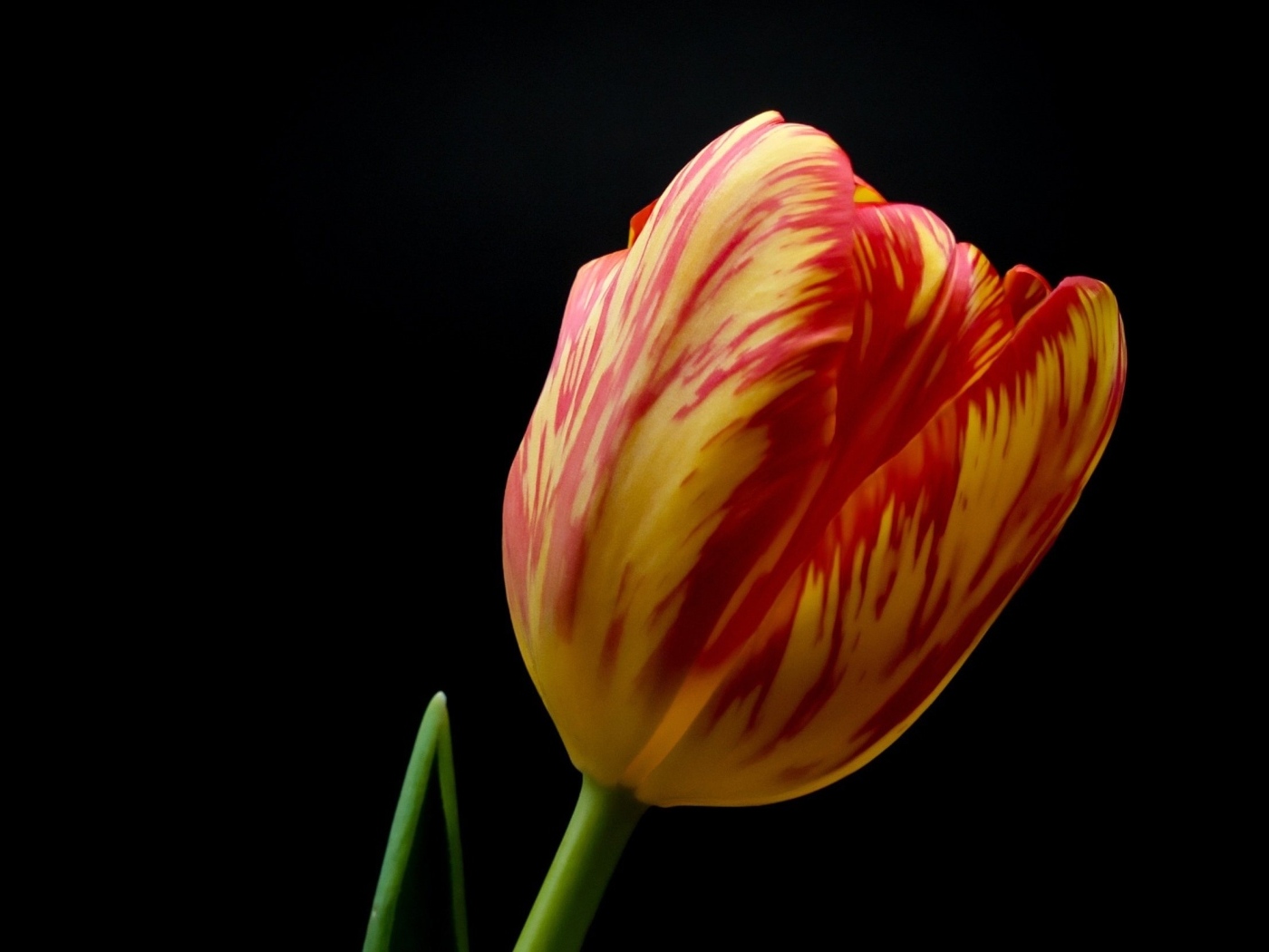 Красивый тюльпан на черном фоне