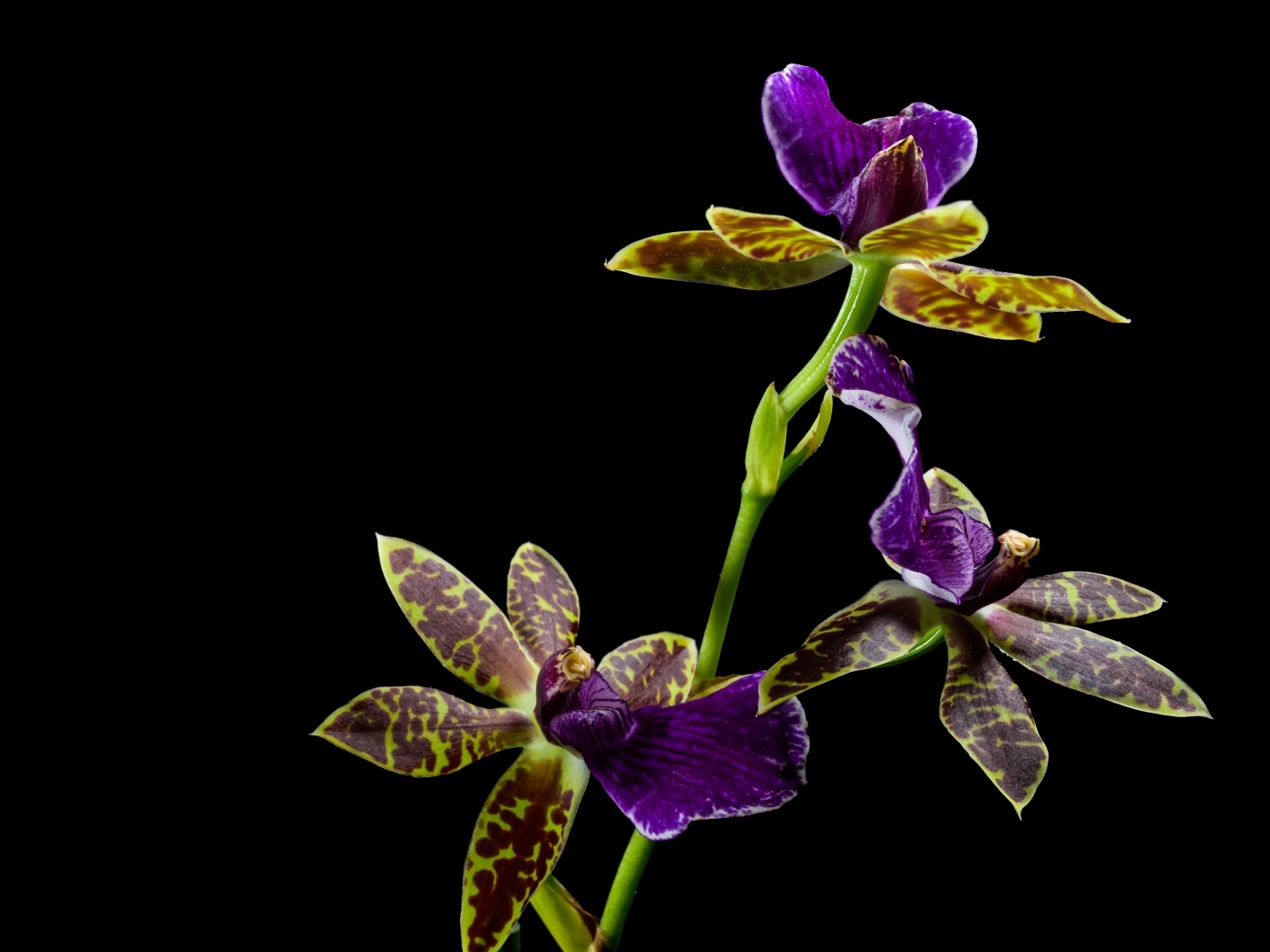 Красивая необычная пятнистая орхидея на черном фоне
