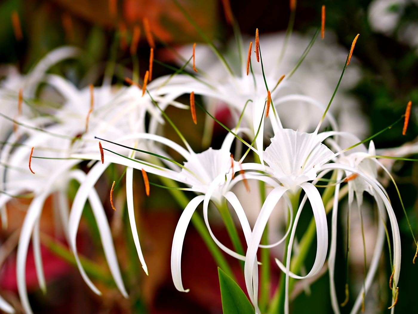 Красивые необычные белые лилии
