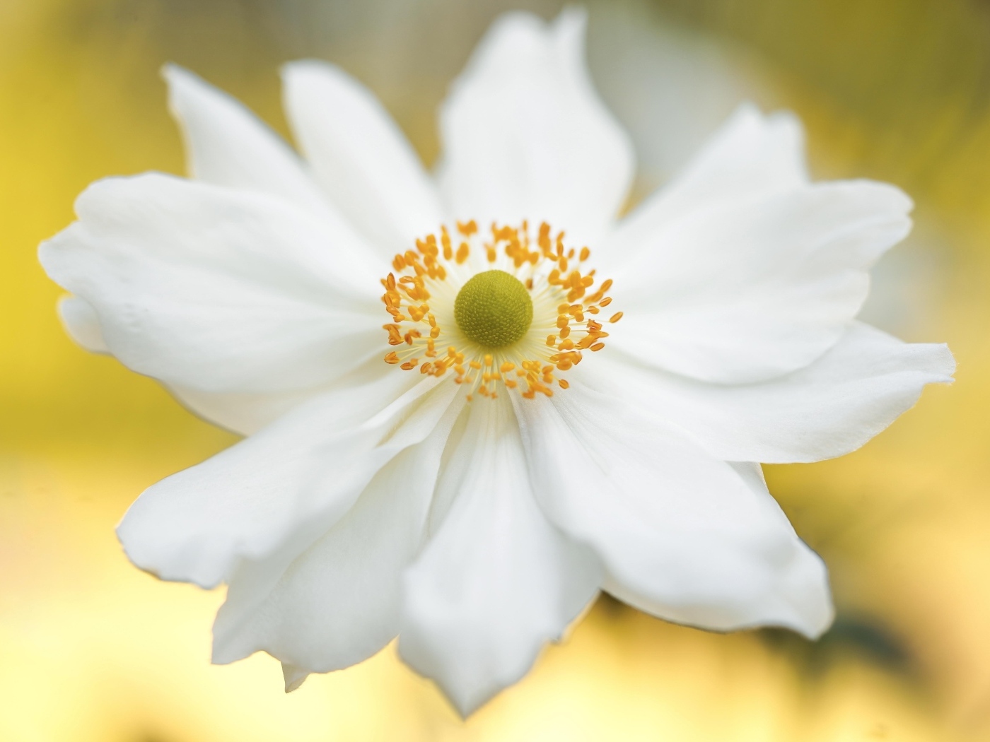 Красивый белый цветок анемоны крупным планом