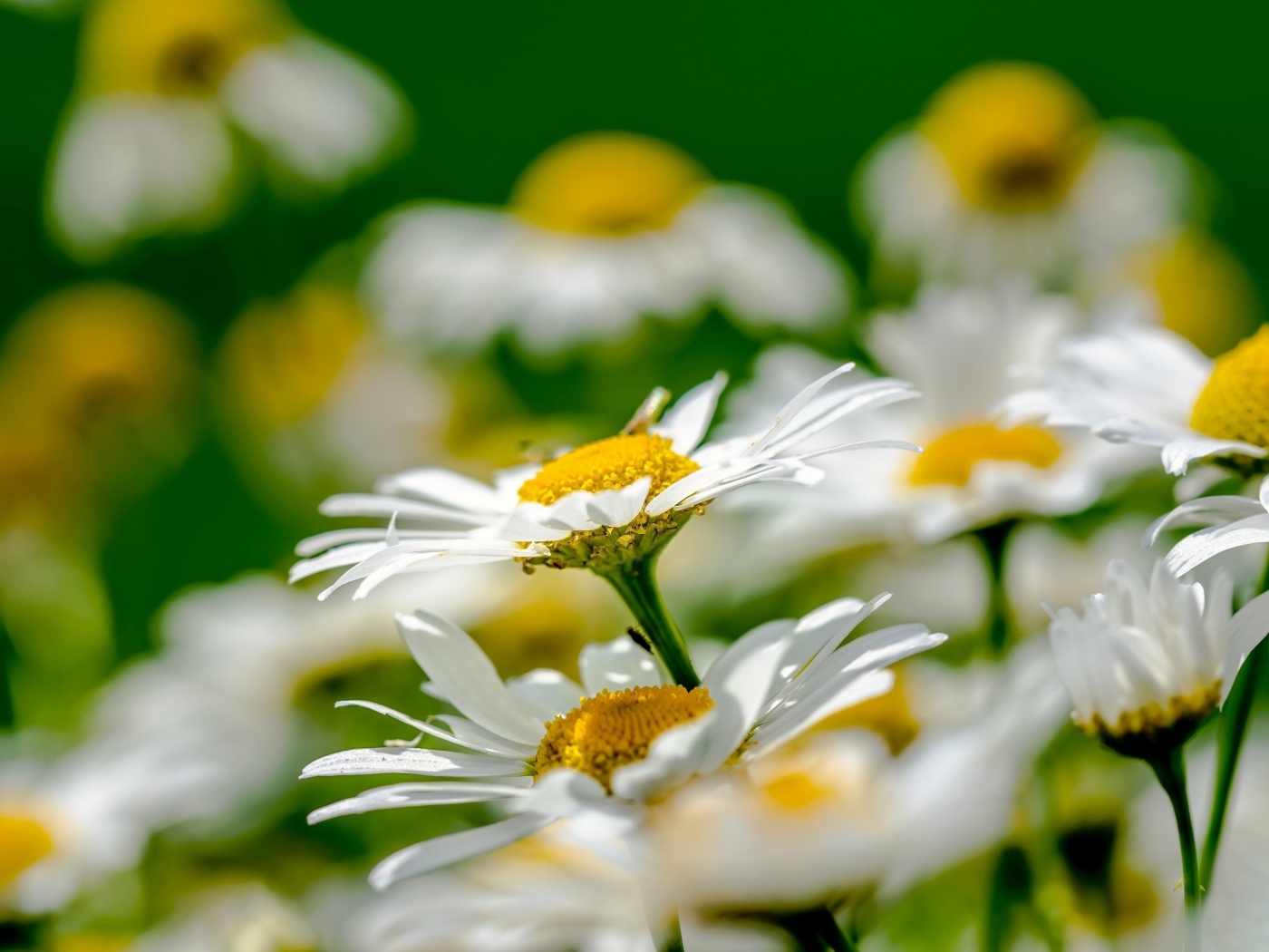 Красивые белые ромашки с желтой серединкой