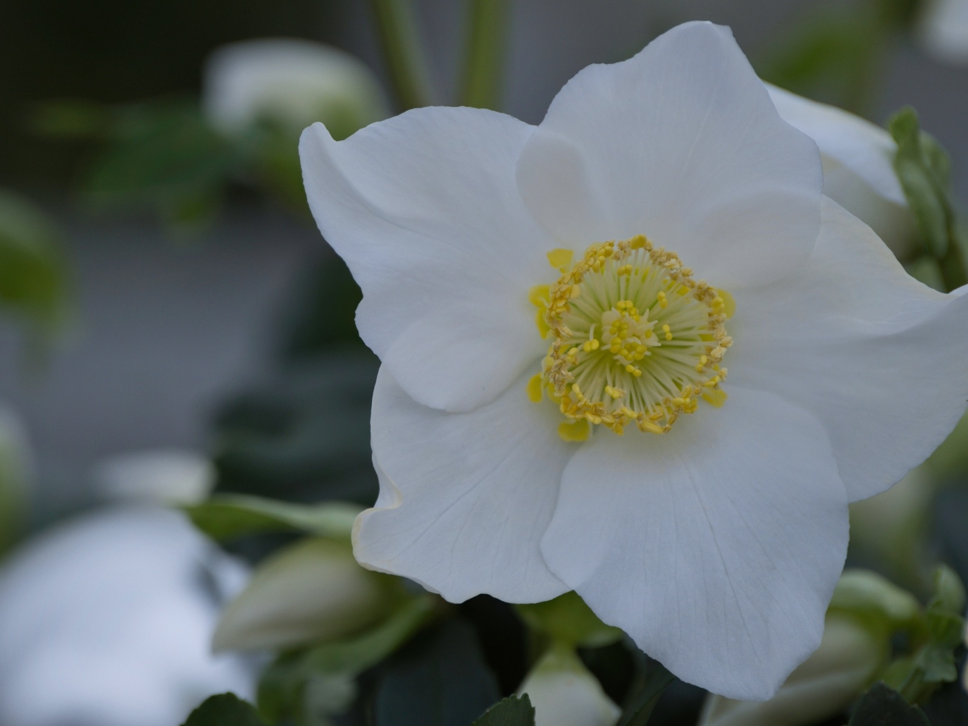 Красивый белый цветок морозник вблизи