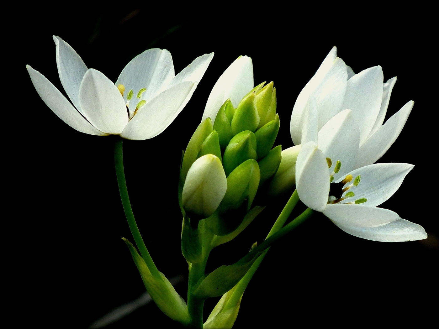 Красивый белый цветок лилии на черном фоне