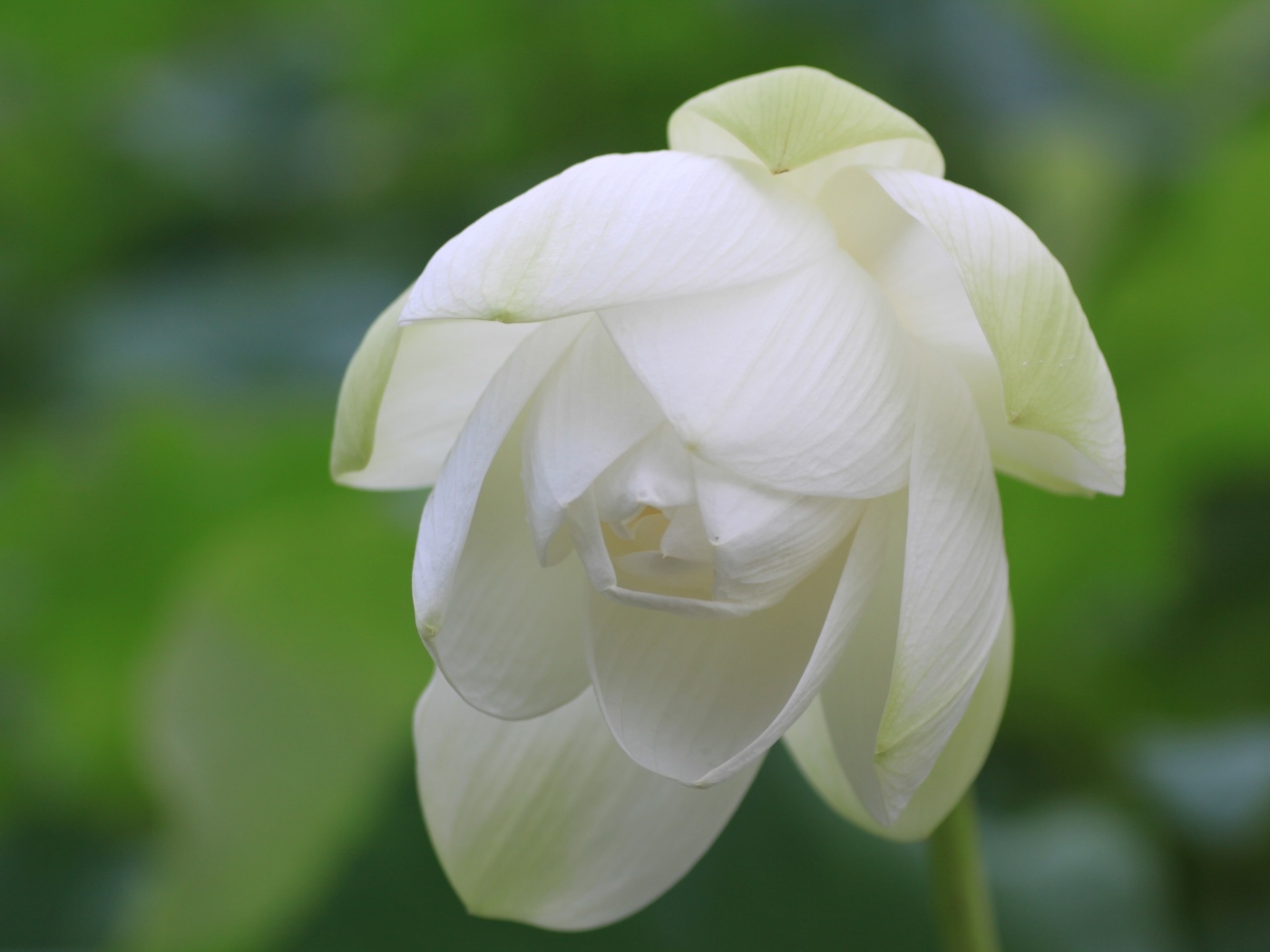 Красивый белый цветок лотоса вблизи