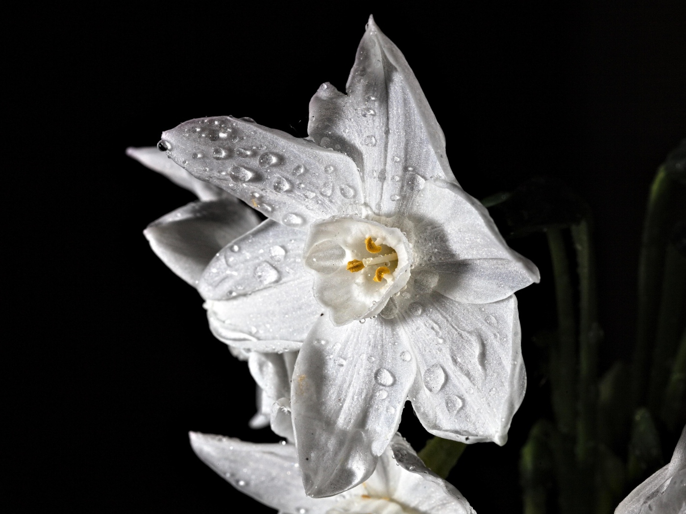 Красивый белый цветок нарцисса в каплях росы